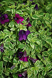 Surfinia Baby Purple Variegata Petunia (Petunia 'Surfinia Baby Purple Variegata') at Make It Green Garden Centre