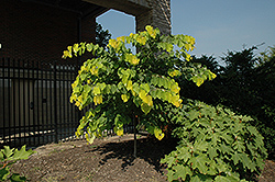 Hearts of Gold Redbud (Cercis canadensis 'Hearts of Gold') at Lurvey Garden Center