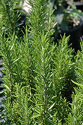 Barbeque Rosemary (Rosmarinus officinalis 'Barbeque') at Make It Green Garden Centre