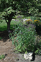 Blue Verbena (Verbena hastata) at Make It Green Garden Centre