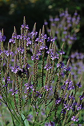 Blue Verbena (Verbena hastata) at Make It Green Garden Centre