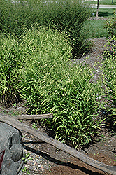 Northern Sea Oats (Chasmanthium latifolium) at Make It Green Garden Centre