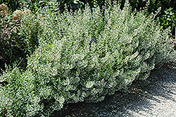 Montrose White Dwarf Calamint (Calamintha nepeta 'Montrose White') at Make It Green Garden Centre