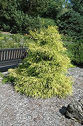 Lemon Thread Falsecypress (Chamaecyparis pisifera 'Lemon Thread') at Make It Green Garden Centre