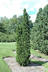Degroot's Spire Arborvitae (Thuja occidentalis 'Degroot's Spire') at Make It Green Garden Centre