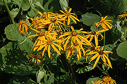 Othello Rayflower (Ligularia dentata 'Othello') at Make It Green Garden Centre