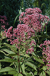 Gateway Joe Pye Weed (Eupatorium maculatum 'Gateway') at Lurvey Garden Center