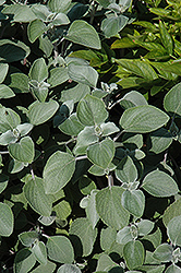 Silver Shield Plectranthus (Plectranthus argentatus 'Silver Shield') at Make It Green Garden Centre