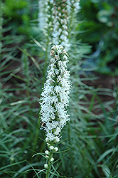White Blazing Star (Liatris spicata 'Alba') at Make It Green Garden Centre