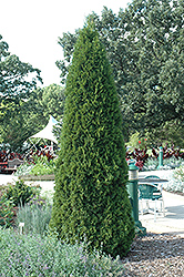 Emerald Green Arborvitae (Thuja occidentalis 'Smaragd') at Make It Green Garden Centre