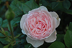 Heritage Rose (Rosa 'Heritage') at Make It Green Garden Centre