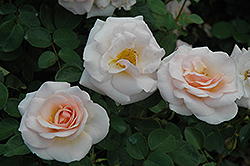 Pretty Lady Rose (Rosa 'SCRivo') at Make It Green Garden Centre
