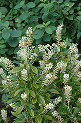 Hummingbird Summersweet (Clethra alnifolia 'Hummingbird') at Make It Green Garden Centre