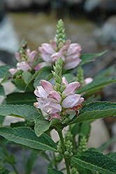 Turtlehead (Chelone glabra) at Make It Green Garden Centre