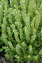 Greek Basil (Ocimum basilicum 'Greek') at Make It Green Garden Centre