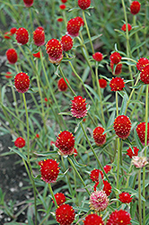 Qis Red Gomphrena (Gomphrena haageana 'Qis Red') at Make It Green Garden Centre