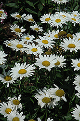 Brightside Shasta Daisy (Leucanthemum x superbum 'Brightside') at Make It Green Garden Centre