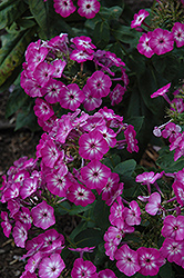 Purple Eye Flame Garden Phlox (Phlox paniculata 'Barthirtythree') at Make It Green Garden Centre