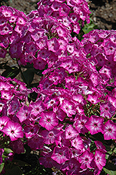 Early Start Purple Garden Phlox (Phlox paniculata 'Early Start Purple') at Make It Green Garden Centre