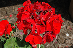 Survivor Dark Red Geranium (Pelargonium 'Survivor Dark Red') at Make It Green Garden Centre