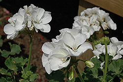 Survivor White Geranium (Pelargonium 'Survivor White') at Make It Green Garden Centre