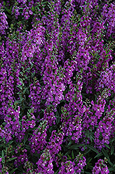 Serena Purple Angelonia (Angelonia angustifolia 'PAS1180781') at Make It Green Garden Centre