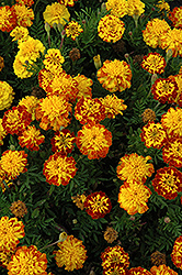 Cresta Spry Marigold (Tagetes patula 'Cresta Spry') at Make It Green Garden Centre