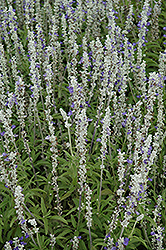 Strata Salvia (Salvia farinacea 'Strata') at Make It Green Garden Centre