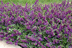 AngelMist Spreading Dark Purple Angelonia (Angelonia angustifolia 'Balangsparpi') at Make It Green Garden Centre