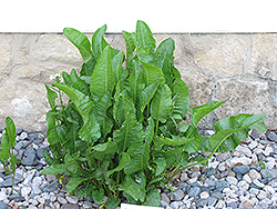 Horseradish (Armoracia rusticana) at Make It Green Garden Centre