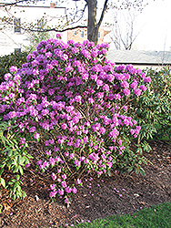 P.J.M. Regal Rhododendron (Rhododendron 'P.J.M. Regal') at Make It Green Garden Centre
