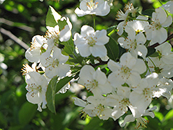 Sargent's Flowering Crab (Malus sargentii) at Lurvey Garden Center