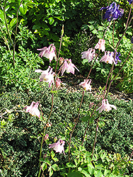 Fan Columbine (Aquilegia flabellata) at Lurvey Garden Center