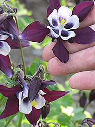 William Guinness Columbine (Aquilegia vulgaris 'William Guinness') at Lurvey Garden Center