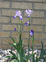 Clarence Iris (Iris 'Clarence') at Make It Green Garden Centre