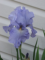 Babbling Brook Iris (Iris 'Babbling Brook') at Make It Green Garden Centre