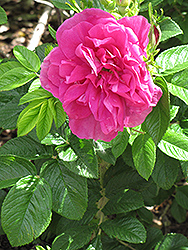 Hansa Rose (Rosa 'Hansa') at Make It Green Garden Centre
