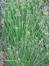 Ruby Stiletto Wood Rush (Luzula 'Ruby Stiletto') at Make It Green Garden Centre