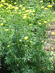 Common Globeflower (Trollius europaeus) at Make It Green Garden Centre