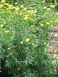 Common Globeflower (Trollius europaeus) at Lurvey Garden Center