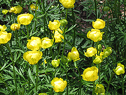 Common Globeflower (Trollius europaeus) at Lurvey Garden Center