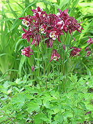 Red Hobbit Columbine (Aquilegia 'Red Hobbit') at Lurvey Garden Center