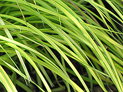 Bowles' Golden Sedge (Carex elata 'Bowles Golden') at Lurvey Garden Center