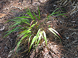 Red Wind Hakone Grass (Hakonechloa macra 'Beni-Kaze') at Make It Green Garden Centre