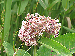 Common Milkweed (Asclepias syriaca) at Lurvey Garden Center