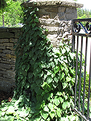 Moonlight Hydrangea Vine (Schizophragma hydrangeoides 'Moonlight') at Lurvey Garden Center