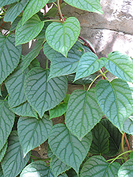 Moonlight Hydrangea Vine (Schizophragma hydrangeoides 'Moonlight') at Lurvey Garden Center