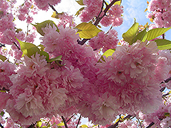 Kwanzan Flowering Cherry (Prunus serrulata 'Kwanzan') at Make It Green Garden Centre