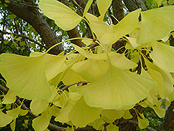 Autumn Gold Ginkgo (Ginkgo biloba 'Autumn Gold') at Lurvey Garden Center