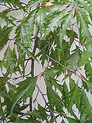 Cutleaf Beech (Fagus sylvatica 'Asplenifolia') at Make It Green Garden Centre